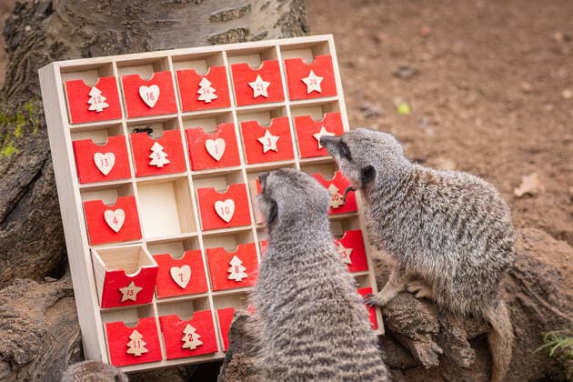 Großbritannien, Erdmännchen im ZSL London Zoo bekommen einen Adventskalender Meerkats at ZSL London Zoo began counting down to Christmas this week - by tearing into a unique advent calendar, gifted by zookeepers. However, the mischievous mob ignored the festive tradition of opening a single door each day, with Frank, Dracula, Penelope, Meko and Timone choosing instead to tuck into all their treats at once. London Zoo keeper, Martin O?Sullivan, said: The meerkats had great fun starting the countdown to Christmas by foraging in their advent calendar for their favourite tasty crickets. It?s safe to say that patience isn?t a meerkat?s best quality, but who amongst us hasn?t opened a door or two a little early on their advent calendar over the years? When: 30 Nov 2021 Credit: ZSL London Zoo Cover I Copyright: xx 50945799 EDITORIAL USE ONLY. NOT FOR USE BY NEWSPAPERS BASED IN THE UK.