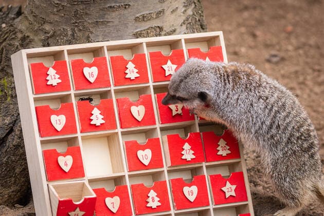 Großbritannien, Erdmännchen im ZSL London Zoo bekommen einen Adventskalender Meerkats at ZSL London Zoo began counting down to Christmas this week - by tearing into a unique advent calendar, gifted by zookeepers. However, the mischievous mob ignored the festive tradition of opening a single door each day, with Frank, Dracula, Penelope, Meko and Timone choosing instead to tuck into all their treats at once. London Zoo keeper, Martin O?Sullivan, said: The meerkats had great fun starting the countdown to Christmas by foraging in their advent calendar for their favourite tasty crickets. It?s safe to say that patience isn?t a meerkat?s best quality, but who amongst us hasn?t opened a door or two a little early on their advent calendar over the years? When: 30 Nov 2021 Credit: ZSL London Zoo Cover I Copyright: xx 50945796 EDITORIAL USE ONLY. NOT FOR USE BY NEWSPAPERS BASED IN THE UK.