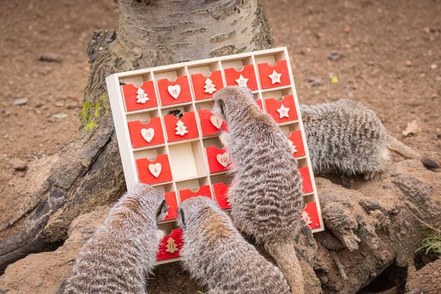 Großbritannien, Erdmännchen im ZSL London Zoo bekommen einen Adventskalender Meerkats at ZSL London Zoo began counting down to Christmas this week - by tearing into a unique advent calendar, gifted by zookeepers. However, the mischievous mob ignored the festive tradition of opening a single door each day, with Frank, Dracula, Penelope, Meko and Timone choosing instead to tuck into all their treats at once. London Zoo keeper, Martin O?Sullivan, said: The meerkats had great fun starting the countdown to Christmas by foraging in their advent calendar for their favourite tasty crickets. It?s safe to say that patience isn?t a meerkat?s best quality, but who amongst us hasn?t opened a door or two a little early on their advent calendar over the years? When: 30 Nov 2021 Credit: ZSL London Zoo Cover I Copyright: xx 50945797 EDITORIAL USE ONLY. NOT FOR USE BY NEWSPAPERS BASED IN THE UK.