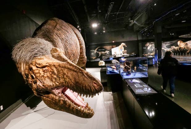 (220225) -- VANCOUVER, Feb. 25, 2022 -- A Life-sized model of a Tyrannosaurus rex (T. rex) is displayed during a media preview of the T. rex: The Ultimate Predator at Science World in Vancouver, British Columbia, Canada, on Feb. 25, 2022. T. rex: The Ultimate Predator is a massive feature exhibition which introduces visitors to the entire tyrannosaur family through life-sized models, fossil casts, and interactive experiences. The exhibition runs from Feb. 26, 2022 to Jan. 22, 2023. (Photo by Xinhua) CANADA-VANCOUVER-EXHIBITION-DINOSAUR-T. REX LiangxSen