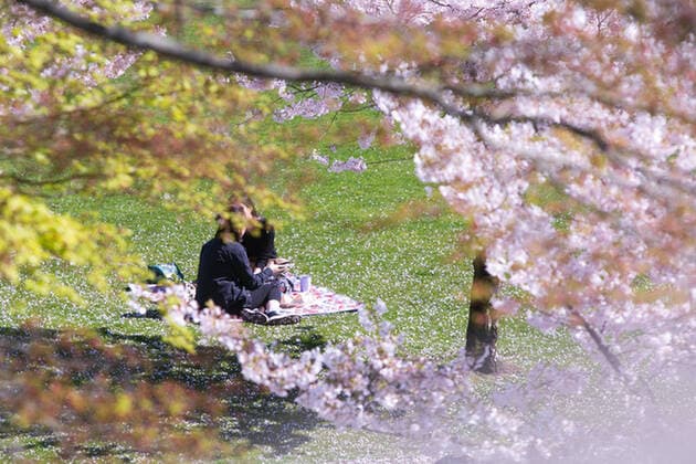 April 1, 2022, Vancouver, Vancouver, CANADA, Canada: VANCOUVER, CANADA - APRIL 1: People enjoy the sunny day under cherry trees on April 1, 2022 in Vancouver, Canada. .Cherry blossom trees are origin in Japan, which is very successful for colour palette ranging from soft white to delicate rose to deep and glorious pink, cherry blossoms have long been a symbol of springtime in Vancouver, Canada. Vancouver Canada - ZUMAp175 1010981863st Copyright: xClo LioxTomazx