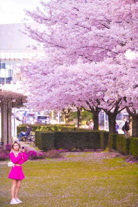 April 1, 2022, Vancouver, Vancouver, CANADA, Canada: VANCOUVER, CANADA - APRIL 1: People enjoy the sunny day under cherry trees on April 1, 2022 in Vancouver, Canada. .Cherry blossom trees are origin in Japan, which is very successful for colour palette ranging from soft white to delicate rose to deep and glorious pink, cherry blossoms have long been a symbol of springtime in Vancouver, Canada. Vancouver Canada - ZUMAp175 1010981898st Copyright: xClo LioxTomazx