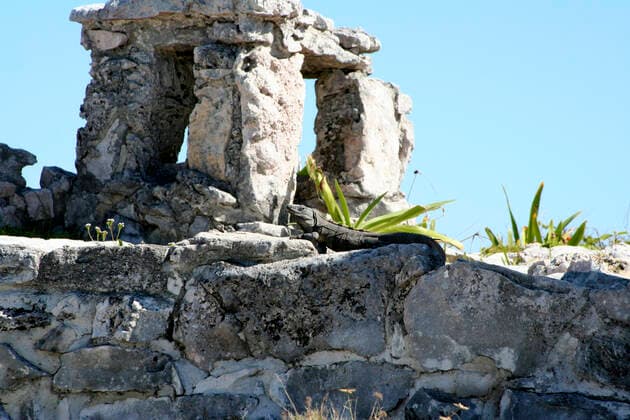 Lizard , reptile at one of the ruins in tulum mexico , 855681.jpg, Water, Study, Stone, Sky, Rock, Relaxing, Old, Ocean, Mother, Mom, Mexico, Lizard, Holiday, Gulf, Fossil, Female, Cancun, Tulum, Beach, ruins, reptile, yucatan, Mayan, caribbean,