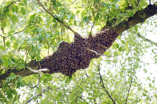 10.05.2022, Berlin, GER - Bienenschwarm haengt als Traube in einem Lindenbaum. (Apis, Apis mellifera, aussen, Aussenaufnahme, Baum, Berlin, Bienenkunde, Bienenschwarm, Bienenstaat, Bienentraube, Bienenverhalten, Bienenvolk, Biologie, biologisch, Blaetter, deutsch, Deutschland, Europa, europaeisch, Fauna, Flora, Fluginsekten, Fruehjahr, Fruehling, geschwaermt, haengen, haengend, Honigbienen, Insekten, Jahreszeit, Laubbaum, Linde, Lindenbaum, Natur, niemand, QF, Querformat, Schwarm, Schwarmtraube, Schwarmtrieb, Tiere, Traube, Verhalten, Verhaltensweise, Vermehrung, Volksteilung, Westeuropa, Wirtschaft) 220510D044BERLIN.JPG