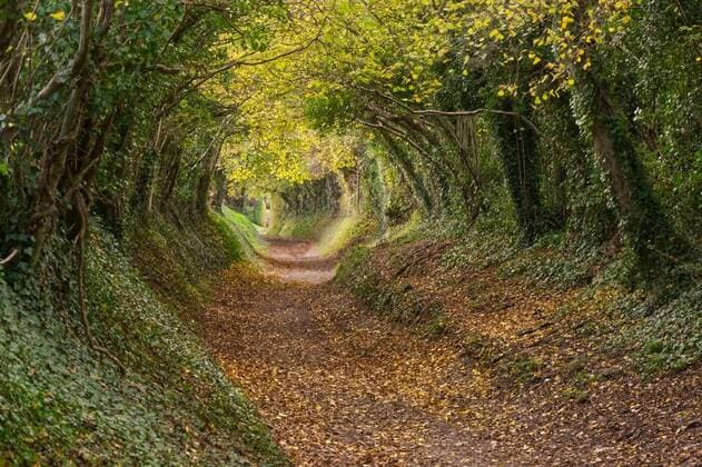 Footpath in woodland, Halnaker, Sussex, England, Sunken footpath with overhanging trees forming a tunnel at Halnaker near Chichester, South Downs, West Sussex, England. Autumn (Fall) colours., Sunken footpath with overhanging trees forming a tunnel at Halnaker near Chichester, South Downs, West Sussex, England. Autumn (Fall) colours., 01.02.2021, Copyright: xnickosx Panthermedia29431171.jpg