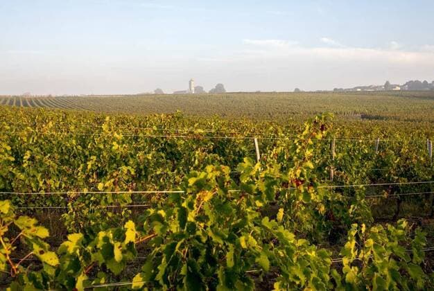 Morning light in the vineyards of Saint Georges de Montagne near Saint Emilion, Gironde, France, Morning light in the vineyards of Saint Georges de Montagne near Saint Emilion, Gironde, France, Morning light in the vineyards of Saint Georges de Montagne near Saint Emilion, Gironde, France, 23.08.2021, Copyright: xwjarekx Panthermedia30672409.jpg