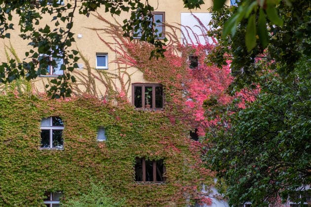 Herbstlaub an einer Hausfassade in der Gudvanger Straße in Berlin-Prenzlauer Berg. Autumn leaves on a house facade in Gudvanger Straße in Berlin-Prenzlauer Berg. Herbst in Berlin