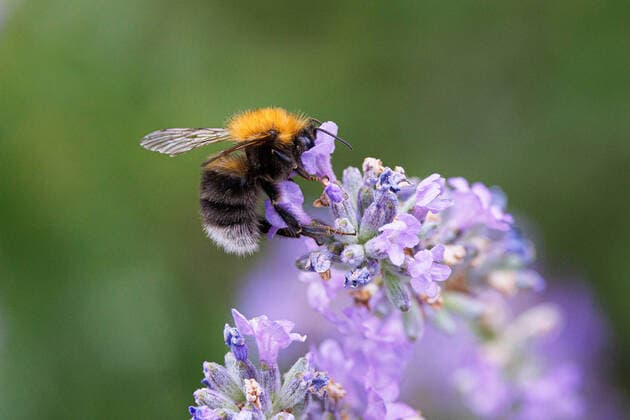 Baumhummel, Baum-Hummel (Bombus hypnorum, Psithyrus hypnorum), trinkt Nektar an Lavendel, Deutschland, Bayern Tree Bumblebee, New Garden Bumblebee (Bombus hypnorum, Psithyrus hypnorum), sucks nectar from lavender, Germany, Bavaria BLWS675292