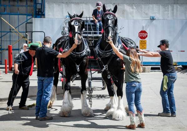 July 6, 2024, Calgary, Ab, CANADA: A team of Shire heavy horse belonging to the Wareing family of Blackfoot, Idaho, are maneuvered into place at the Calgary Stampede in Calgary, Alta., Saturday, July 6, 2024. Calgary CANADA - ZUMAc35_ 20240706_zaf_c35_010 Copyright: xJeffxMcintoshx