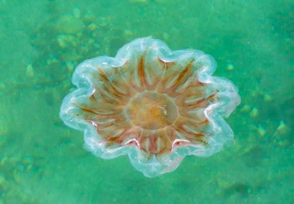 Kompassqualle, Kompass-Qualle (Chrysaora hysoscella), schwimmt an der Wasseroberflaeche, Aufsicht, Norwegen, Troms, Sandnessund compass jellyfish, red-banded jellyfish (Chrysaora hysoscella), swimming at the water surface, view from above, Norway, Troms, Sandnessund BLWS736821
