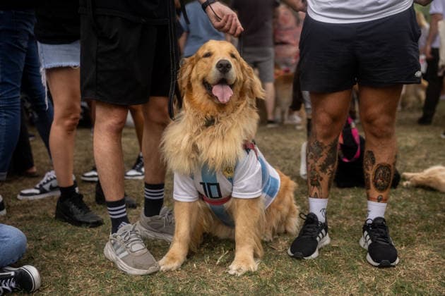 Golden Retrievers and owners gather for a world record in Buenos Aires BUENOS AIRES, ARGENTINA - DECEMBER 8: A Golden Retriever wearing an Argentina soccer jersey takes part as hundreds of owners and their dogs gather this Monday holiday in the Bosques de Palermo in an attempt to break the world record for the largest meeting of Goldens, in Buenos Aires, Argentina, on December 8, 2025. The event, organized by influencer Fausto Duperre, brought together more than 1,800 dogs along with their families, breeders, and fans of the breed. To date, the world record was held by Vancouver, Canada, with 1,685 dogs. Cristina Sille Anadolu Buenos Aires Argentina. Editorial use only. Please get in touch for any other usage. Copyright: x2025xAnadoluxCristinaxSillex
