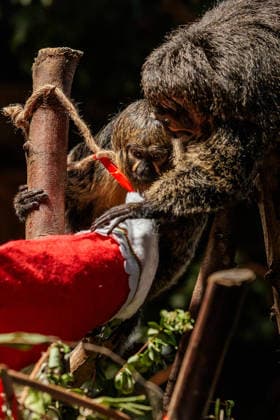 Christmas treats for the animals at ZSL London Zoo, London, UK. ZSL London Zoo, Regent™s Park, London, UK. 16th December 2025. ZSL London Zoo s Saki Monkeys check their festive stockings for treats, gifted by zookeepers, in their Rainforest habitat, as the conservation zoo celebrates its Magic of Christmas event, Credit:Photo by Amanda Rose Avalon United Kingdom, Regents Park, London, ZSL London Zoo Copyright: xPhotoxbyxAmandaxRosex xAvalonx 1059672262