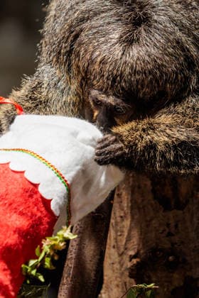 Christmas treats for the animals at ZSL London Zoo, London, UK. ZSL London Zoo, Regent™s Park, London, UK. 16th December 2025. ZSL London Zoo s Saki Monkeys check their festive stockings for treats, gifted by zookeepers, in their Rainforest habitat, as the conservation zoo celebrates its Magic of Christmas event, Credit:Photo by Amanda Rose Avalon United Kingdom, Regents Park, London, ZSL London Zoo Copyright: xPhotoxbyxAmandaxRosex xAvalonx 1059672278