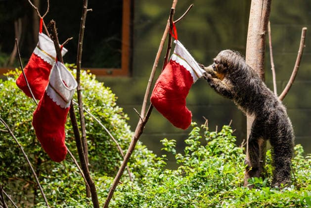 Christmas treats for the animals at ZSL London Zoo, London, UK. ZSL London Zoo, Regent™s Park, London, UK. 16th December 2025. ZSL London Zoo s Saki Monkeys check their festive stockings for treats, gifted by zookeepers, in their Rainforest habitat, as the conservation zoo celebrates its Magic of Christmas event, Credit:Photo by Amanda Rose Avalon United Kingdom, Regents Park, London, ZSL London Zoo Copyright: xPhotoxbyxAmandaxRosex xAvalonx 1059672340