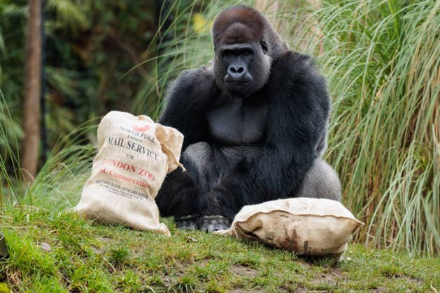 Christmas treats for the animals at ZSL London Zoo, London, UK. ZSL London Zoo, Regent™s Park, London, UK. 16th December 2025. ZSL London Zoo s Western Lowland Gorillas check their festive stockings for treats, gifted by zookeepers, in their Gorilla Kingdom habitat, as the conservation zoo celebrates its Magic of Christmas event., Credit:Photo by Amanda Rose Avalon United Kingdom, Regents Park, London, ZSL London Zoo Copyright: xPhotoxbyxAmandaxRosex xAvalonx 1059672349