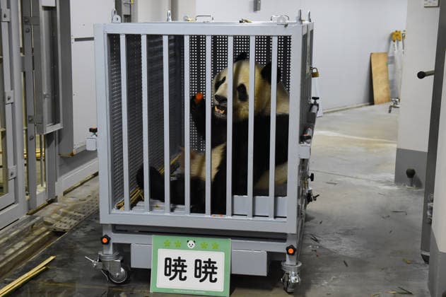 (260127) -- TOKYO, Jan. 27, 2026 -- Giant panda Xiao Xiao eats ahead of its departure at the Ueno Zoological Gardens in Tokyo, Japan, Jan. 27. 2026. The last remaining two giant pandas in Japan on Tuesday left Tokyo s Ueno zoo for their return to China, marking the first time that there will be no pandas in Japan in around half a century. The twin pandas, Xiao Xiao and Lei Lei, were transported by truck from the Ueno Zoological Gardens to Narita Airport, where they were scheduled to board a flight back to China. Xiao Xiao and Lei Lei were born in 2021 to their mother Shin Shin and her mate, Ri Ri, which were returned to China in September 2024. Their elder sister, celebrity giant panda Xiang Xiang, returned to China in February 2023.