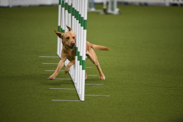 Young Agility competition during the Crufts 2026, 5th March, 2026, National Exhibition Centre, Birmingham, England Young Agility competition during the Crufts 2026, 5th March, 2026, National Exhibition Centre, Birmingham, England Featuring: Young Agility competition Where: Birmingham, United Kingdom When: 05 Mar 2026 Credit: Anthony Stanley WENN Birmingham United Kingdom Copyright: xWENNx wenn41012984 ASC ZDSx wenn41012984