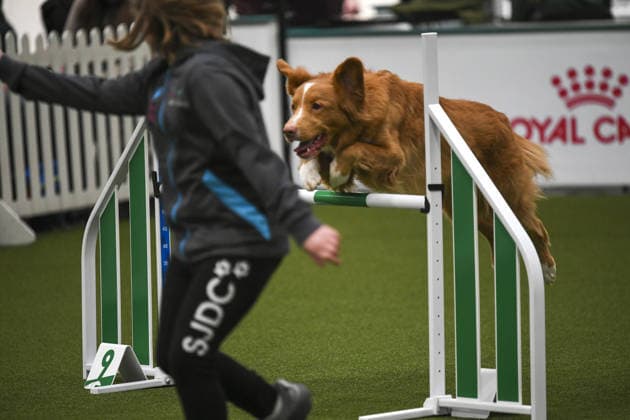 Young Agility competition during the Crufts 2026, 5th March, 2026, National Exhibition Centre, Birmingham, England Young Agility competition during the Crufts 2026, 5th March, 2026, National Exhibition Centre, Birmingham, England Featuring: Young Agility competition Where: Birmingham, United Kingdom When: 05 Mar 2026 Credit: Anthony Stanley WENN Birmingham United Kingdom Copyright: xWENNx wenn41012987 ASC ZDSx wenn41012987