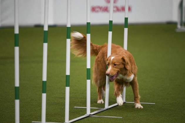 Young Agility competition during the Crufts 2026, 5th March, 2026, National Exhibition Centre, Birmingham, England Young Agility competition during the Crufts 2026, 5th March, 2026, National Exhibition Centre, Birmingham, England Featuring: Young Agility competition Where: Birmingham, United Kingdom When: 05 Mar 2026 Credit: Anthony Stanley WENN Birmingham United Kingdom Copyright: xWENNx wenn41012988 ASC ZDSx wenn41012988