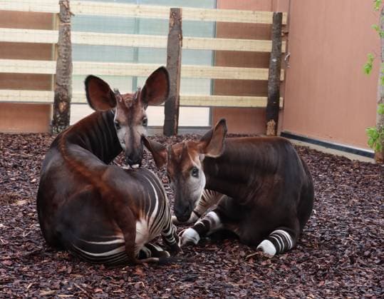 Two Male Okapis Arrive In Valbrembo - Italy Valbrembo, Le Cornelle Wildlife Park in Valbrembo is home to one of the planet s most endangered species: two male okapis, Okapia johnstoni, have arrived at the park. This is a private photo posted on social media or broadcast media, provided by this Agency. The Agency claims no ownership, including but not limited to copyright or licensing, in the attached material. Fees charged by this Agency are for the Agency s services only and do not convey, nor are they intended to convey to you, any ownership, copyright, or licensing rights in the material. By posting this material, you expressly agree to indemnify and hold the Agency and its directors, shareholders, and employees harmless from any loss, c Copyright: xFotogramma IPA ABACAx