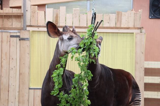 Two Male Okapis Arrive In Valbrembo - Italy Valbrembo, Le Cornelle Wildlife Park in Valbrembo is home to one of the planet s most endangered species: two male okapis, Okapia johnstoni, have arrived at the park. This is a private photo posted on social media or broadcast media, provided by this Agency. The Agency claims no ownership, including but not limited to copyright or licensing, in the attached material. Fees charged by this Agency are for the Agency s services only and do not convey, nor are they intended to convey to you, any ownership, copyright, or licensing rights in the material. By posting this material, you expressly agree to indemnify and hold the Agency and its directors, shareholders, and employees harmless from any loss, c Copyright: xFotogramma IPA ABACAx