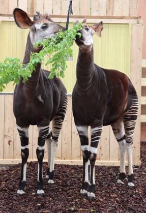 Two Male Okapis Arrive In Valbrembo - Italy Valbrembo, Le Cornelle Wildlife Park in Valbrembo is home to one of the planet s most endangered species: two male okapis, Okapia johnstoni, have arrived at the park. This is a private photo posted on social media or broadcast media, provided by this Agency. The Agency claims no ownership, including but not limited to copyright or licensing, in the attached material. Fees charged by this Agency are for the Agency s services only and do not convey, nor are they intended to convey to you, any ownership, copyright, or licensing rights in the material. By posting this material, you expressly agree to indemnify and hold the Agency and its directors, shareholders, and employees harmless from any loss, c Copyright: xFotogramma IPA ABACAx
