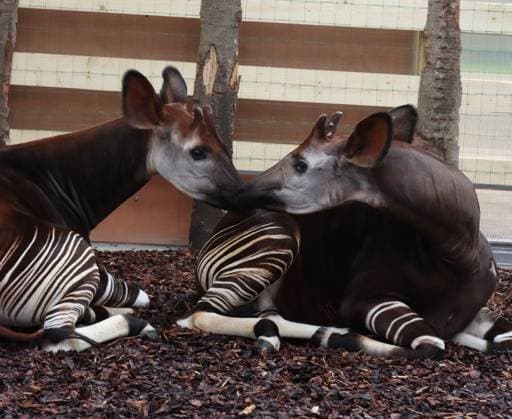 Two Male Okapis Arrive In Valbrembo - Italy Valbrembo, Le Cornelle Wildlife Park in Valbrembo is home to one of the planet s most endangered species: two male okapis, Okapia johnstoni, have arrived at the park. This is a private photo posted on social media or broadcast media, provided by this Agency. The Agency claims no ownership, including but not limited to copyright or licensing, in the attached material. Fees charged by this Agency are for the Agency s services only and do not convey, nor are they intended to convey to you, any ownership, copyright, or licensing rights in the material. By posting this material, you expressly agree to indemnify and hold the Agency and its directors, shareholders, and employees harmless from any loss, c Copyright: xFotogramma IPA ABACAx