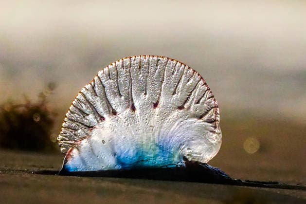 May 27, 2026, Isle Of Palms, Sc, United States: A Portuguese man o war jellyfish washed up on the beach at sunrise, May 27, 2026 in Isle of Palms, South Carolina. The man oâ€⠢ war is often called a jellyfish, but is actually a marine invertebrate called a siphonophore, made up from a colony of specialized, genetically identical organisms called zooids. Isle Of Palms United States - ZUMAe02_ 20260527_zaf_e02_007 Copyright: xRichardxEllisx