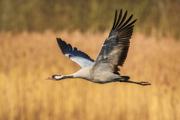 Kranich, Graukranich, Grau-Kranich, Grauer Kranich, Eurasischer Kranich (Grus grus), im Flug ueber Schilf, Deutschland, Brandenburg, Muckwarer Teiche Common crane, Eurasian Crane (Grus grus), in flight over the reeds, Germany, Brandenburg, Muckwarer Teiche BLWS751276