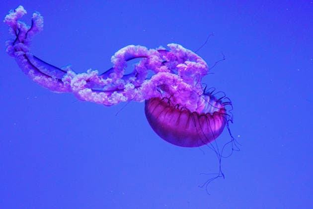 CANADA TORONTO PLANET JELLIES JELLYFISH Close-up view of a Pacific sea nettle jellyfish swimming in a blue-lit tank at Planet Jellies inside Ripley’s Aquarium of Canada in Toronto, Ontario, Canada on April 28, 2023. The reddish-pink jellyfish is consistent with Chrysaora fuscescens, with a translucent bell, frilled oral arms, and trailing tentacles visible in a marine invertebrate exhibit near the CN Tower. Close-up view of a Pacific sea nettle jellyfish swimming in an illuminated blue tank at Planet Jellies inside Ripley’s Aquarium of Canada in Toronto, Ontario, Canada on April 28, 2023. The reddish-pink jellyfish is consistent with Chrysaora fuscescens, with a translucent bell, fringed oral arms, and trailing tentacles visible in a marin