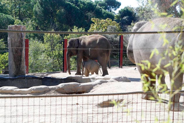 September 15, 2026, Madri, Community Of Madrid, Spain: A male Sumatran elephant calf named MAX is seen exploring his enclosure and interacting with his mother CYNTHIA and other female herd members, including his aunt and sister, at the Zoo Aquarium de Madrid on Tuesday, September 15, 2026, in Madrid, Spain. In a unique naming event, caretakers presented CYNTHIA with three boxes, and she intuitively selected the name MAX, which serendipitously honors the species scientific name, Elephas maximus sumatranus. Born in August 2026 after a 21-month gestation, the calf s arrival was supported by the herd s females, who exhibit natural cooperative rearing behavior (allomothering) to protect and guide the newborn. Sired by VALENTINO (not pictured), - ZUMAo127 20260915_zep_o127_004 Copyright: xHugoxOrtunox