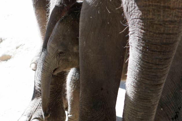 September 15, 2026, Madri, Community Of Madrid, Spain: A male Sumatran elephant calf named MAX is seen exploring his enclosure and interacting with his mother CYNTHIA and other female herd members, including his aunt and sister, at the Zoo Aquarium de Madrid on Tuesday, September 15, 2026, in Madrid, Spain. In a unique naming event, caretakers presented CYNTHIA with three boxes, and she intuitively selected the name MAX, which serendipitously honors the species scientific name, Elephas maximus sumatranus. Born in August 2026 after a 21-month gestation, the calf s arrival was supported by the herd s females, who exhibit natural cooperative rearing behavior (allomothering) to protect and guide the newborn. Sired by VALENTINO (not pictured), - ZUMAo127 20260915_zep_o127_086 Copyright: xHugoxOrtunox