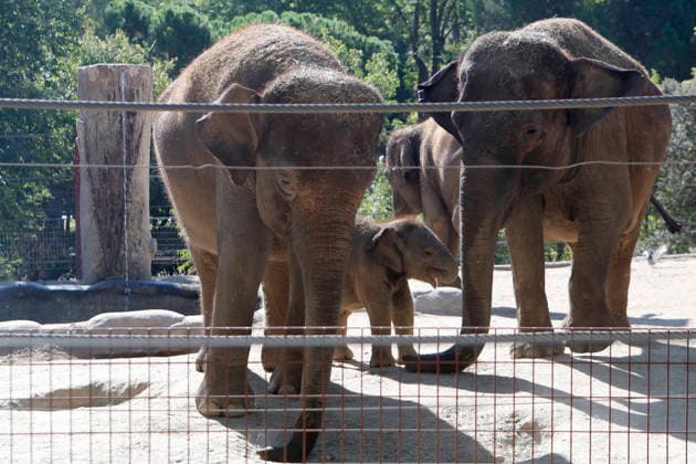 September 15, 2026, Madri, Community Of Madrid, Spain: A male Sumatran elephant calf named MAX is seen exploring his enclosure and interacting with his mother CYNTHIA and other female herd members, including his aunt and sister, at the Zoo Aquarium de Madrid on Tuesday, September 15, 2026, in Madrid, Spain. In a unique naming event, caretakers presented CYNTHIA with three boxes, and she intuitively selected the name MAX, which serendipitously honors the species scientific name, Elephas maximus sumatranus. Born in August 2026 after a 21-month gestation, the calf s arrival was supported by the herd s females, who exhibit natural cooperative rearing behavior (allomothering) to protect and guide the newborn. Sired by VALENTINO (not pictured), - ZUMAo127 20260915_zep_o127_001 Copyright: xHugoxOrtunox