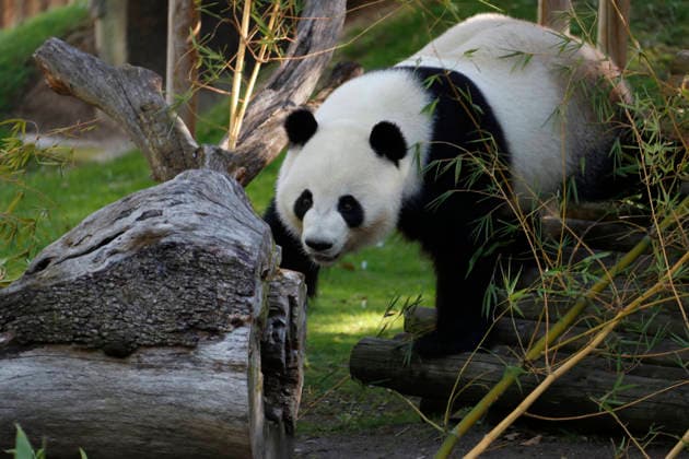 September 19, 2026, Madrid, Community Of Madrid, Spain: Giant panda JIN XI emerges from his indoor den and walks through his enclosure towards a special birthday cake made of fresh bamboo and apples to celebrate his 6th birthday at the Zoo Aquarium de Madrid on Saturday, September 19, 2026, in Madrid, Spain. Born on September 1, 2020, the male panda arrived in Spain in April 2024 from the Chengdu Giant Panda Breeding Base in China. The weekend celebration highlights the strong international cooperation between Spain and China regarding the conservation, research, and breeding of this emblematic species. The Madrid Zoo has been a European benchmark for giant panda preservation since 1982. Madrid Spain - ZUMAo127 20260919_zep_o127_052 Copyright: xHugoxOrtunox