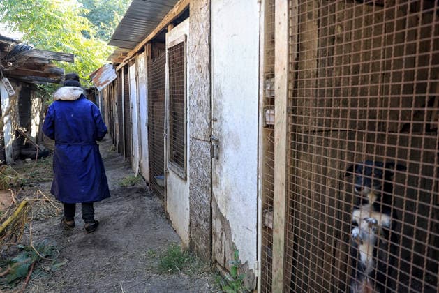 Olha Shylimina, head of the Loving Hearts animal shelter, stands by surviving enclosures for dogs in the Odesa region, Ukraine, September 29, 2026. During a nighttime Russian drone strike, the roof of the building - covering more than 400 square metres - was hit. The fire destroyed the premises along with stocks of grain, medicines, warm blankets, bowls, and other critical supplies. Thirteen animals - 10 cats and three dogs - died as a result of the strike and ensuing fire. (Photo by Nina Liashonok Ukrinform) Russia strikes animal shelter near Odesa Copyright: xNinaxLiashonokx