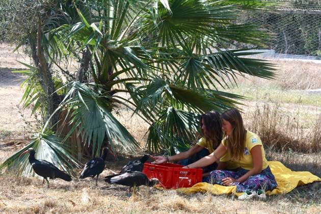 Andalusia Receives 15 Northern Bald Ibis from Germany Image of Northern Bald Ibis (Geronticus eremita) received in Andalusia from Germany On October 2, 2026, in Barbate, Cádiz, Andalusia, Spain October 2, 2026 Barbate, Cádiz, Andalusia, Spain Barbate, Cádiz, Andalusia, Spain Spain Copyright: xNachoxFradex 7815350