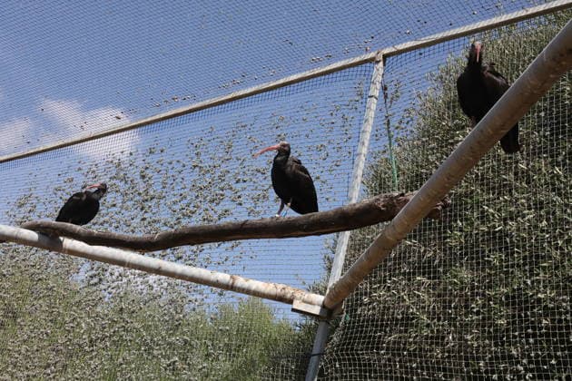 Andalusia Receives 15 Northern Bald Ibis from Germany Image of Northern Bald Ibis (Geronticus eremita) received in Andalusia from Germany On October 2, 2026, in Barbate, Cádiz, Andalusia, Spain October 2, 2026 Barbate, Cádiz, Andalusia, Spain Barbate, Cádiz, Andalusia, Spain Spain Copyright: xNachoxFradex 7815348