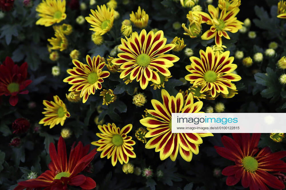 Die Gazanien, auch Mittagsgold, Mittagsgoldblumen und Sonnentaler genannt, sind eine Pflanzengattung in der Unterfamilie der Cichorioideae innerhalb der Familie der Korbblütler und stehen auf einem Regal im Garten Center Dehner in Düsseldorf
