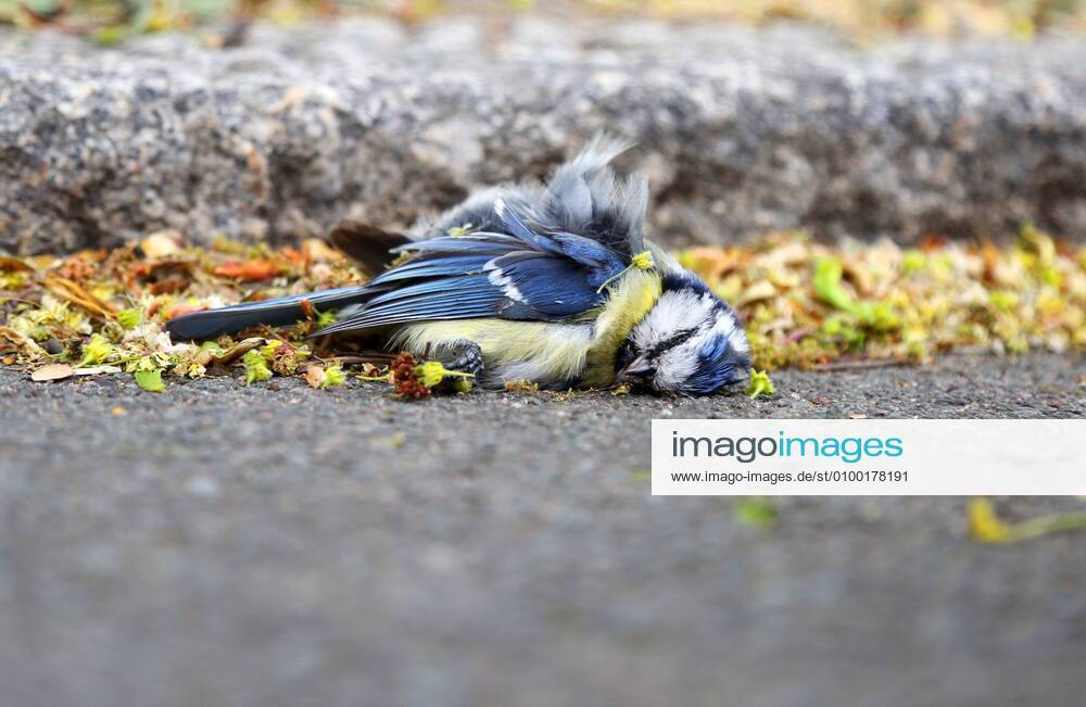 KW18 Blaumeise 30.04.2020 , Erfurt, tote Blaumeise (Cyanistes caeruleus) liegt am Boden, zur Zeit wird ein vermehrtes Sterben der Singvögel beobachtet, verantwortlich ist das Bakterium Suttonella ornithocola