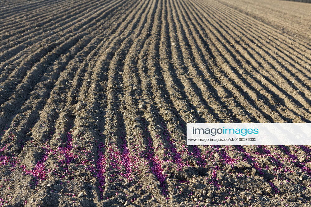 IMAGO Nature: Unsere Erde, Klimawandel, Ernährung, Pflanzen der Zukunft, Futtererbse Gebeiztes Erbsensaatgut