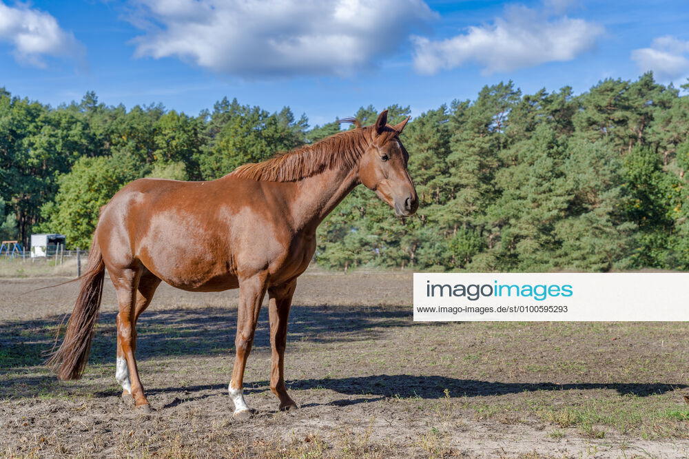 Pferd,hannoveraner
