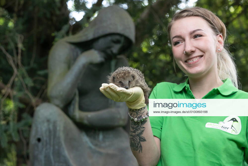 Niedersachsen, Hannover, 19.05.2020, Die Leiterin des Aktion Tier-Igelzentrums Niedersachsen, Lieneke Behrends hält einen Igel auf dem Stadtfriedhof Engesohde. Fünf Igel, die im Igelzentrum in Laatzen (Region Hannover) überwintert haben, wurden auf dem Friedhof ausgewildert.