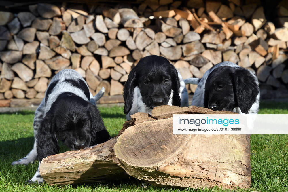 Grosser Muensterlaender (Canis lupus f. familiaris), drei 7 Wochen alte Welpen lecken Leberwurst von Totholz auf eine Wiese, Brennholzstapel im Hintergrund, Deutschland Large Munsterlander (Canis lupus f. familiaris), three seven weeks old puppys licking liver sausage from dead wood in a meadow, stacked fire wood in the background, Germany BLWS617130