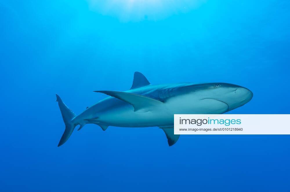 Kleiner Schwarzspitzenhai (Carcharhinus limbatus), Blauwasser, Atlantik, Karibik, Bahamas, Mittelamerika