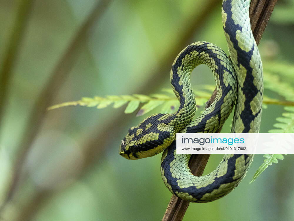 An adult Sri Lanka green pit viper (Trimeresurus trigonocephalus), in the Sinharaja Rainforest Reserve, Sri Lanka, Asia