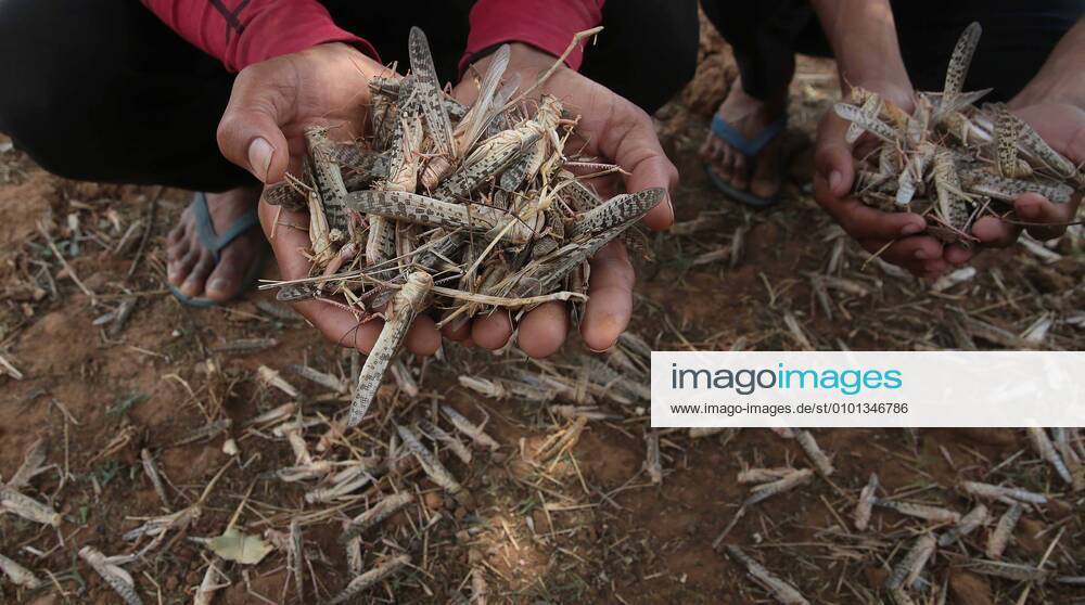 JAIPUR, INDIA MAY 29: A farmer holds up locusts killed by agriculture department officials using pesticides, at Jarunda village, on May 29, 2020 in Jaipur, India. The locust swarms attacked fields where millet was sown but is yet to sprout so there was no harm to crop, apart from damage to vegetation and fodder. (Photo by Himanshu Vyas Hindustan Times ) Swarms Of Locusts Destroy Crops In Several States
