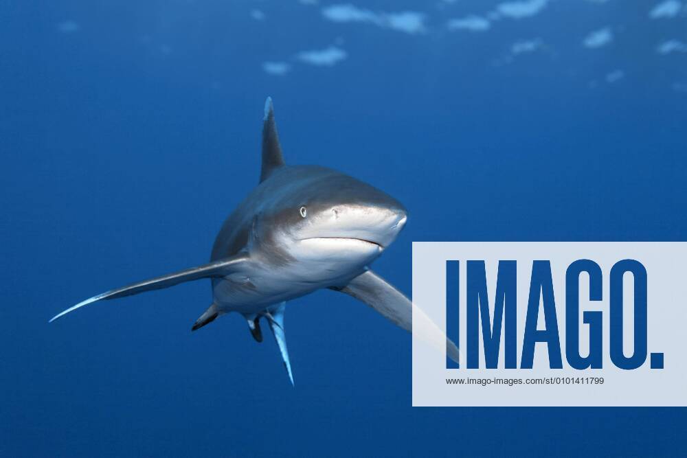Weißspitzen-Hochseehai (Carcharhinus longimanus) von vorne, Great Barrier Reef, Unesco Weltnaturerbe, Korallenmeer, Pazifik, Australien, Ozeanien