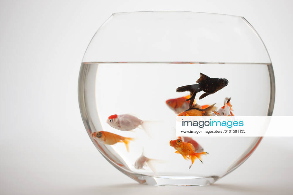 Watch Still life Many Close-up No one. one Fish tank Water Animals Goldfish 57412898028397940