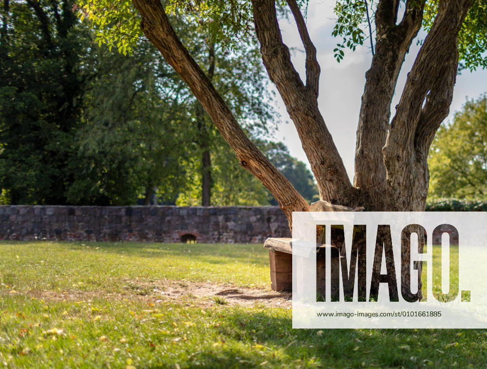 IMAGO Creative, Sommer, Schatten-Plätze bei Hitze Baum mit kleiner Holzbank
