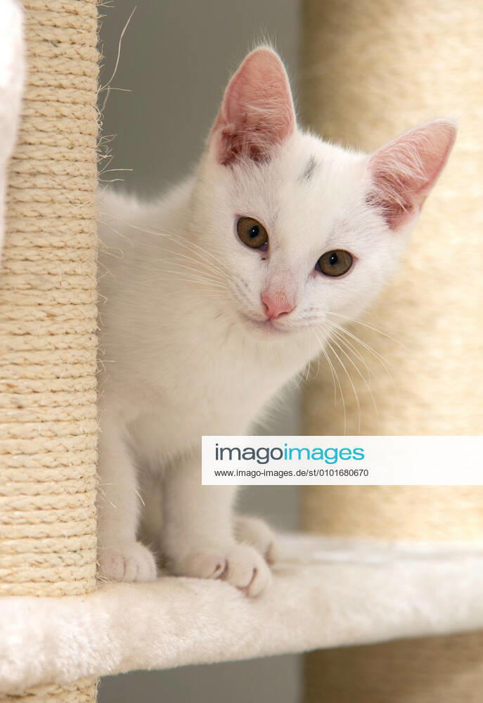 Die 12-Wochen alten Maine Coon-Mix Katzenbabys leben sich in ihrem neuen Zuhause ein. Fotografiert am Sonntag (14.06.2020) in Saarlouis.